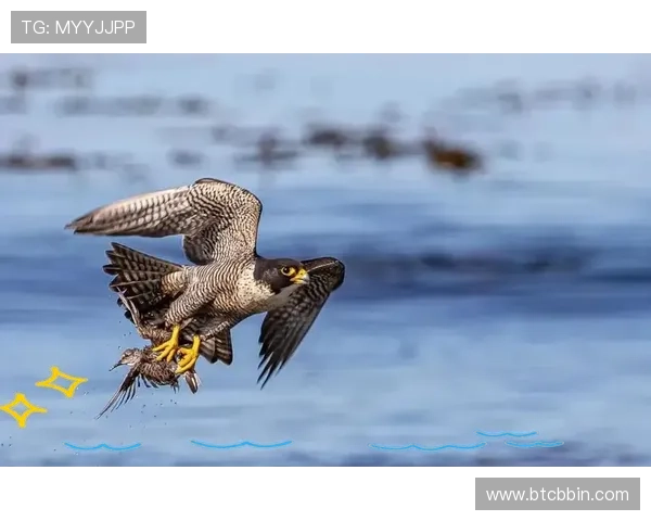 PA讯视真人带你走进真实世界的精彩瞬间,感受最直观的视觉体验 PA讯视真人带你走进真实世界的精彩瞬间,感受最直观的视觉体验
